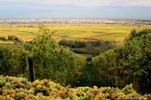 Ernte Riesling