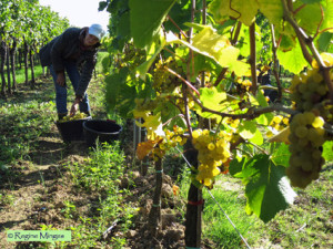 Ernteteam bei der Lese