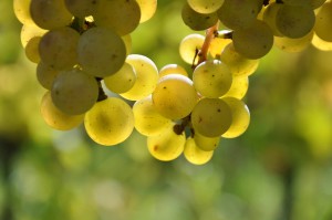 Herbst 4