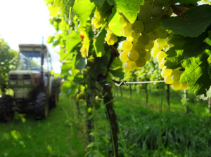 Riesling mit Aura