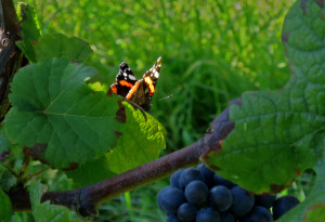 Schmetterling im Spätburgunder