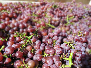 Weinlese 2014 Gewürztraminer