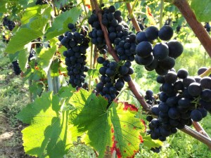herbst 14