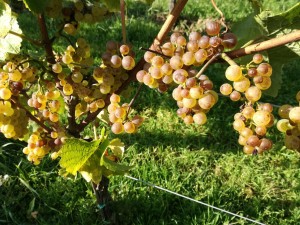 herbst 9