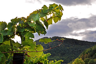 wein-und-berg